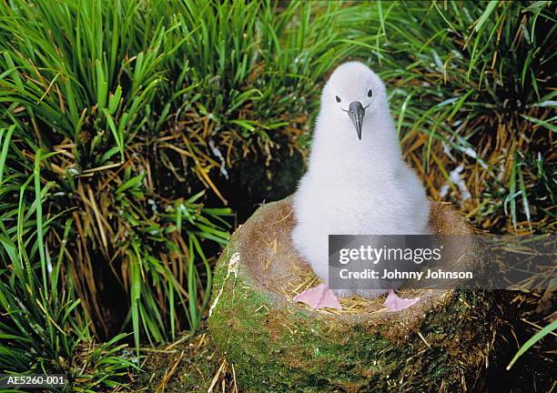 grey-headed albatross chick (diomedea chrysostoma) in nest - albatros - fotografias e filmes do acervo