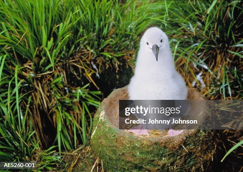 Grey-headed albatross chick (Diomedea chrysostoma) in nest Grey-headed albatross chick (Diomedea chrysostoma) in nest