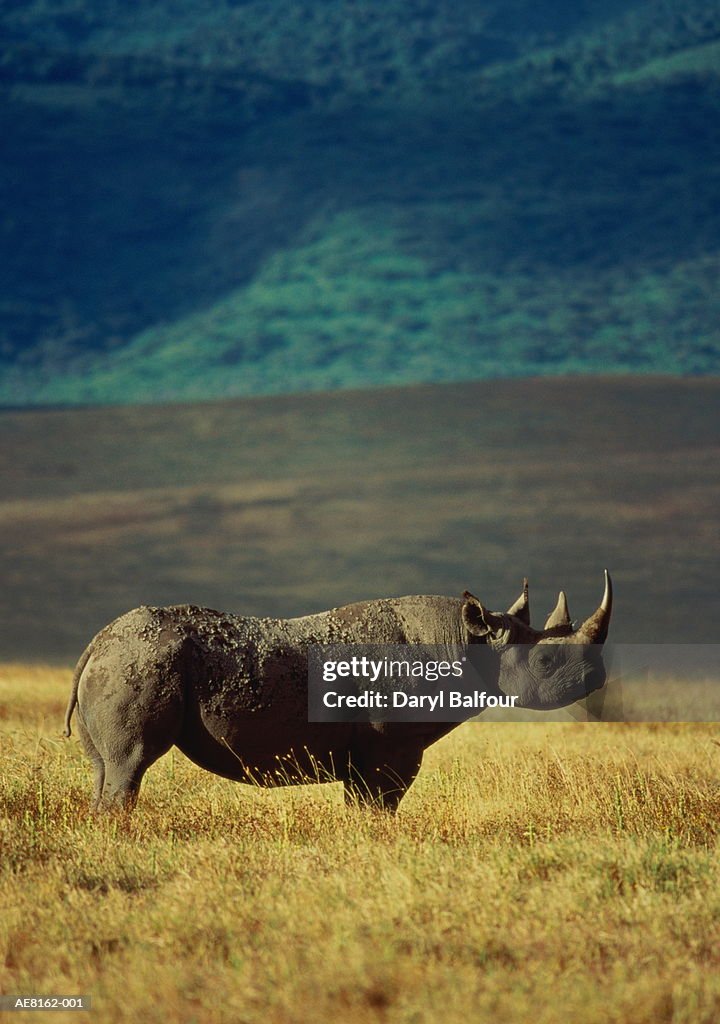 Mature Black rhinoceros, Ngorongoro Crater,Tanzania