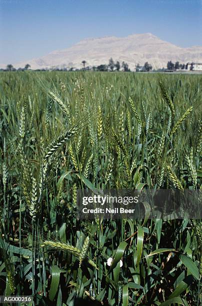wheat field - wheat beer stock pictures, royalty-free photos & images