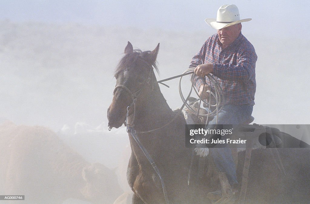 Cowboy Herding
