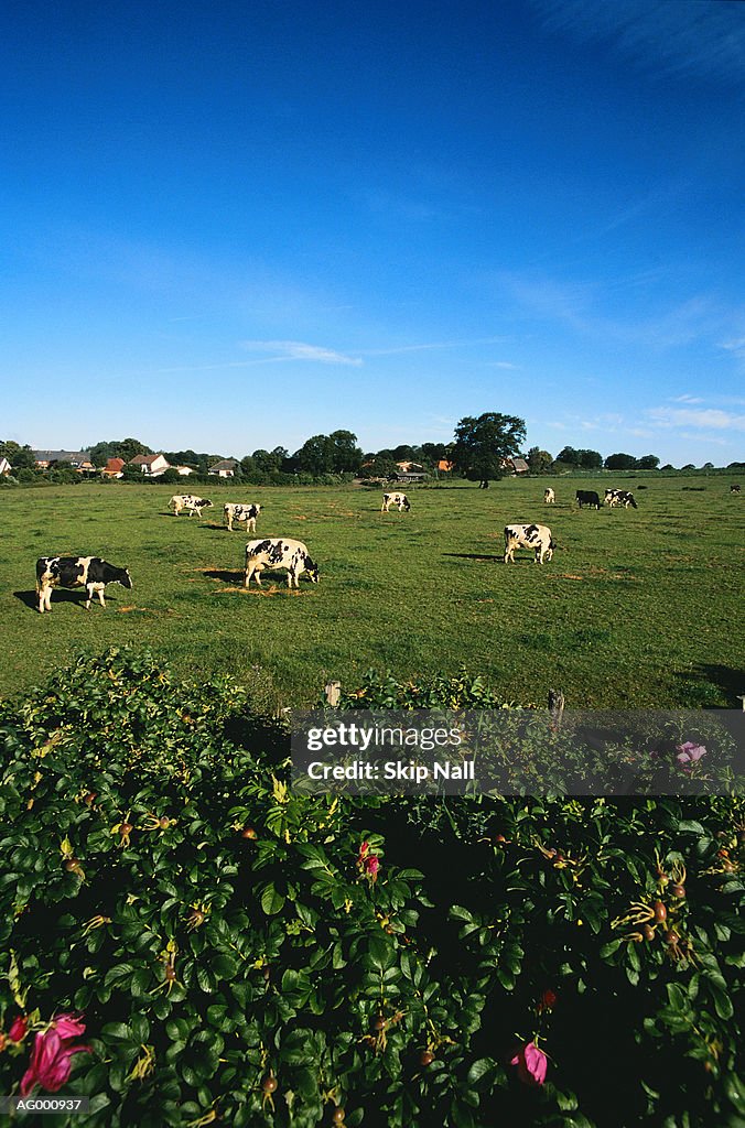 Cows Grazing in Pasture, Badsegeberg, Germany