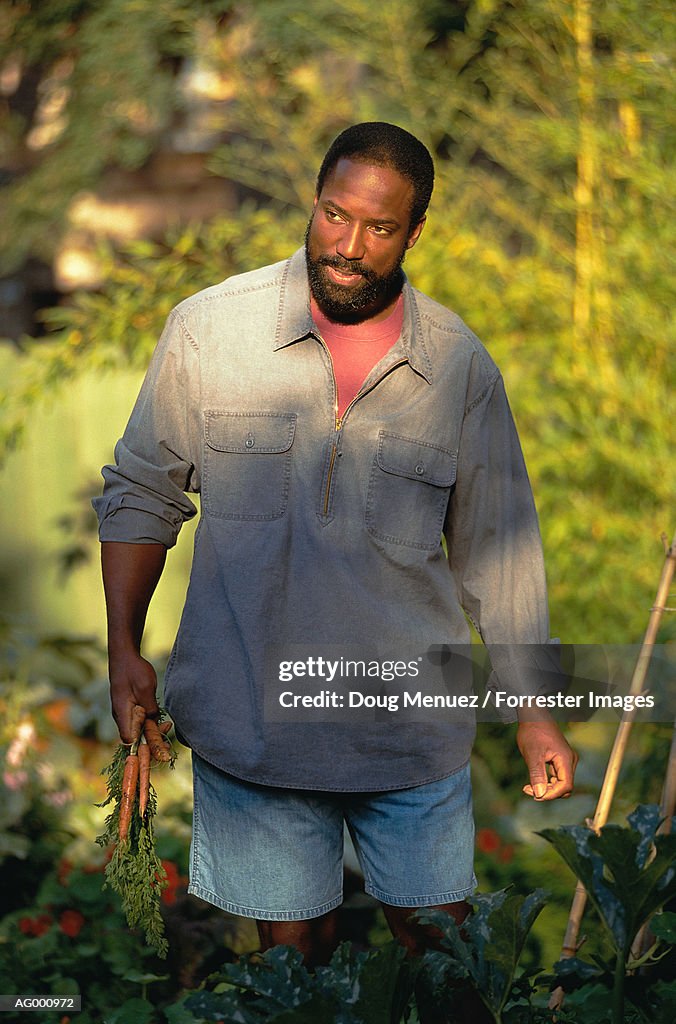 Man Picking Carrots