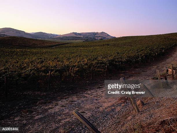 grape vineyard - comté de la napa photos et images de collection