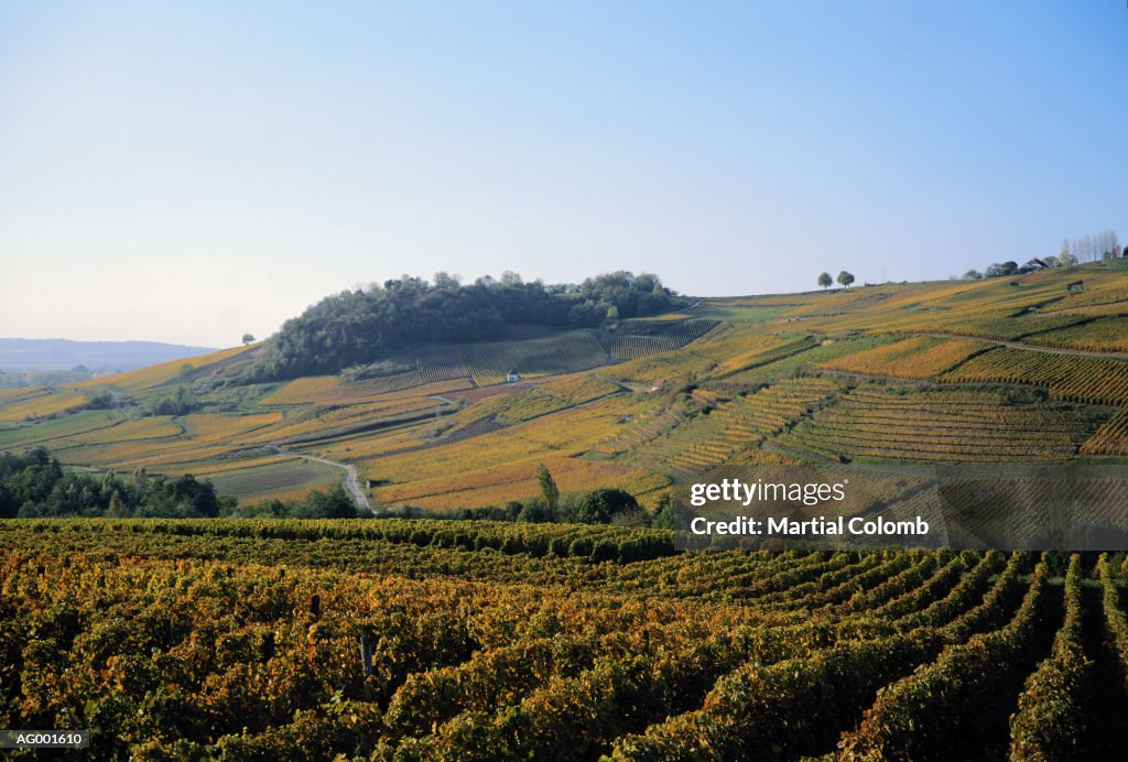 French Vineyard Landscape