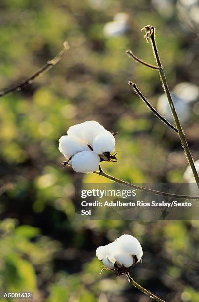 cotton bolls - kaasjeskruidfamilie stockfoto's en -beelden