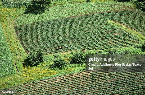 farm fields at morelos - morelos stock pictures, royalty-free photos & images