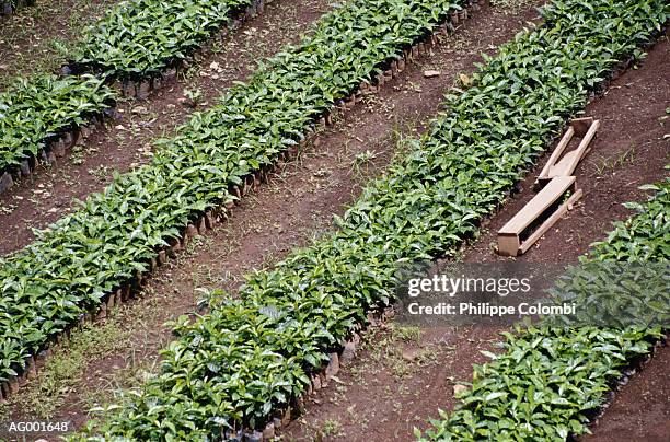 coffee plant rows - jinotega photos et images de collection