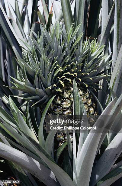 pineapple growing - buenos aires province stock pictures, royalty-free photos & images