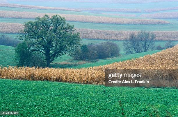 usa, wisconsin, pastoral scenic - staadts,_wisconsin stock pictures, royalty-free photos & images