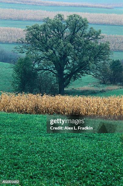 usa, wisconsin, pastoral scenic - staadts,_wisconsin stock pictures, royalty-free photos & images