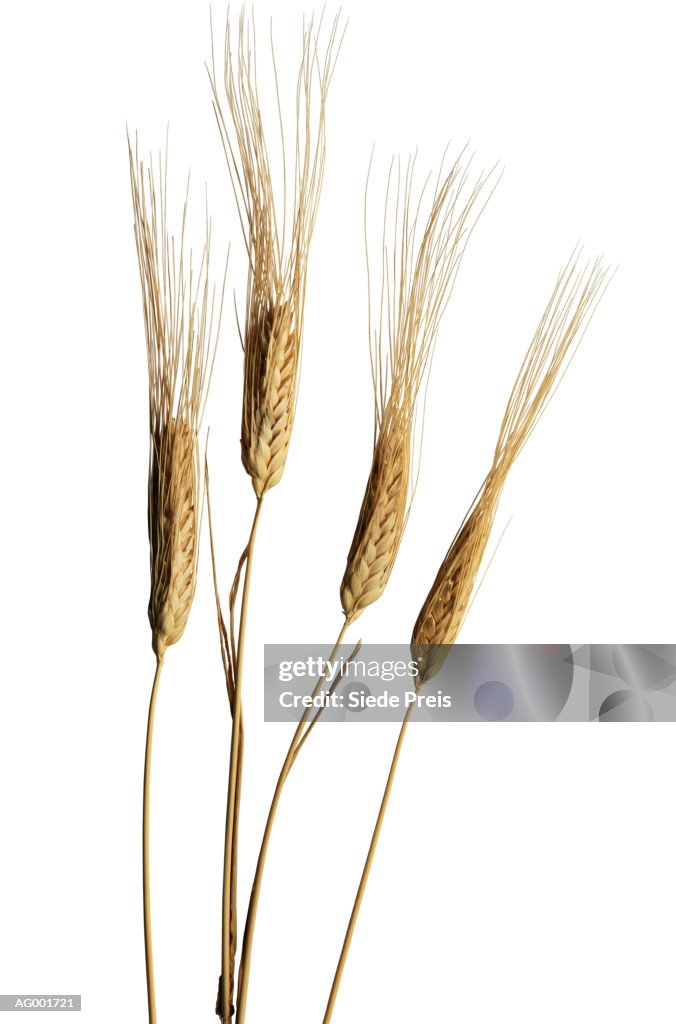 Wheat Stalks