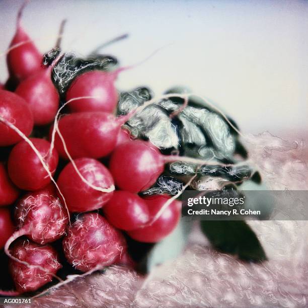 radishes close-up - nancy green stockfoto's en -beelden