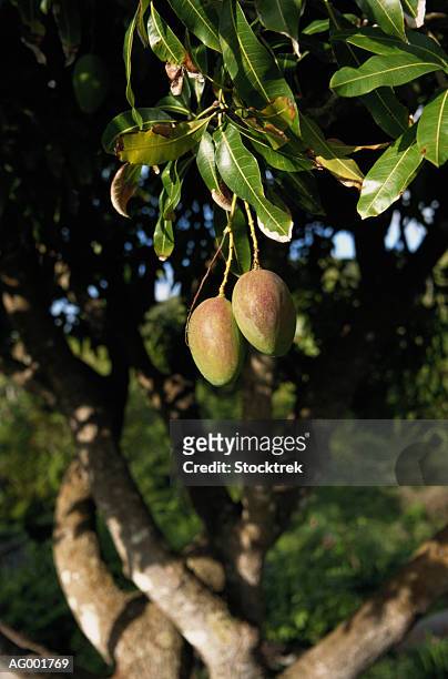 pre-ripened mangoes - mango tree ストックフォトと画像