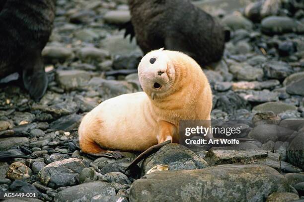 antarctic fur seal (arctocephalus gazella), antarctica - seal pup stock pictures, royalty-free photos & images