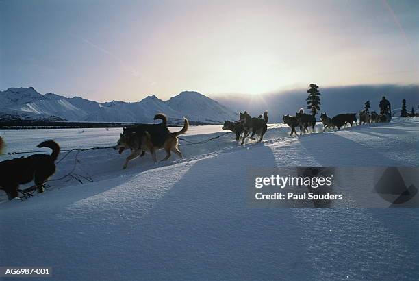 dog sled team in action, alaska, usa - iditarod stock-fotos und bilder