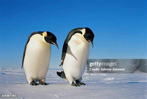 two emperor penguins (aptenodytes forsteri) - pingüino emperador fotografías e imágenes de stock