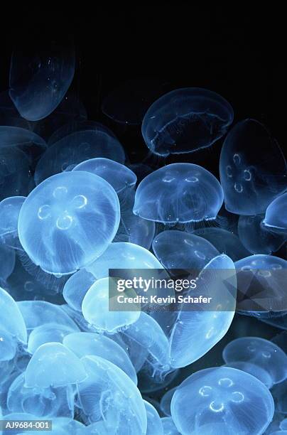 cluster of moon jellyfish (aurelia aurita) - jellyfish - fotografias e filmes do acervo