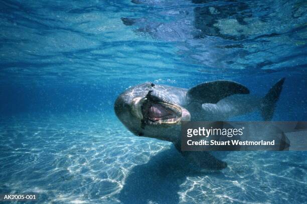 bottle-nosed dolphin (tursiops truncatus),honduras,underwater view - dolphin stock-fotos und bilder