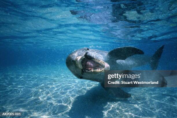 bottle-nosed dolphin (tursiops truncatus),honduras,underwater view - dolfijn stockfoto's en -beelden