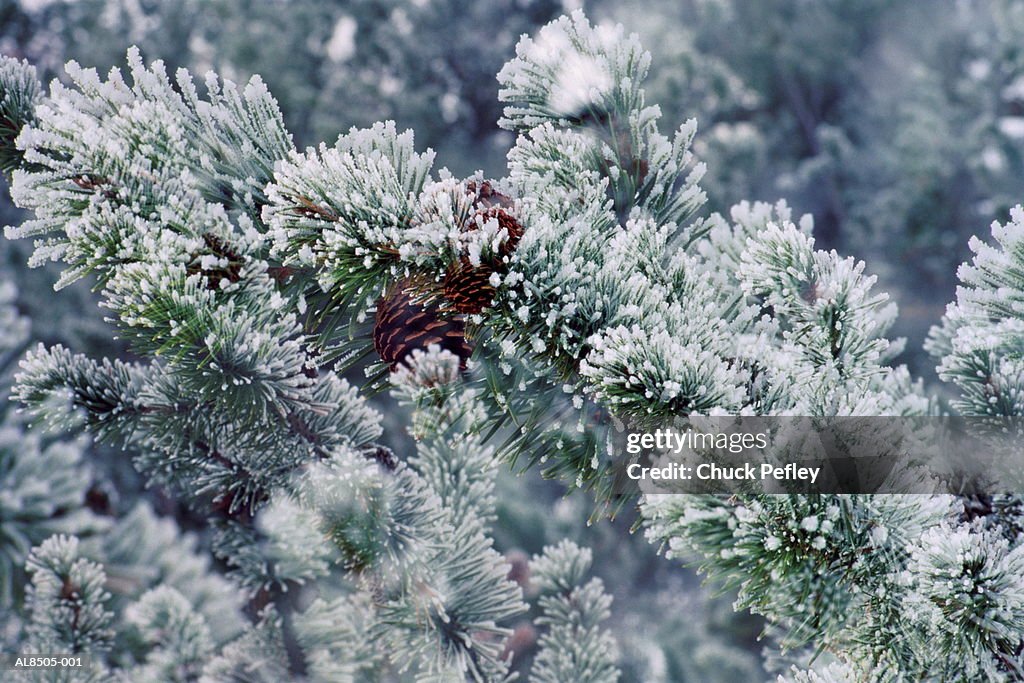 Pine needles and cones coated in frost, close-up
