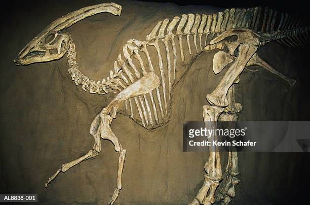 duckbill dinosaur (parasaurolophus) - skeletons stock-fotos und bilder