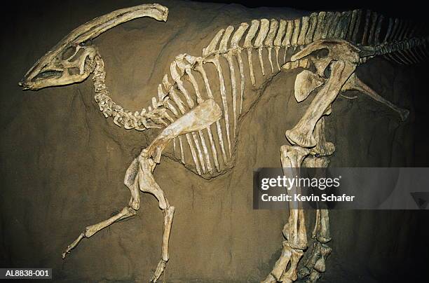 duckbill dinosaur (parasaurolophus) - dierlijk skelet stockfoto's en -beelden