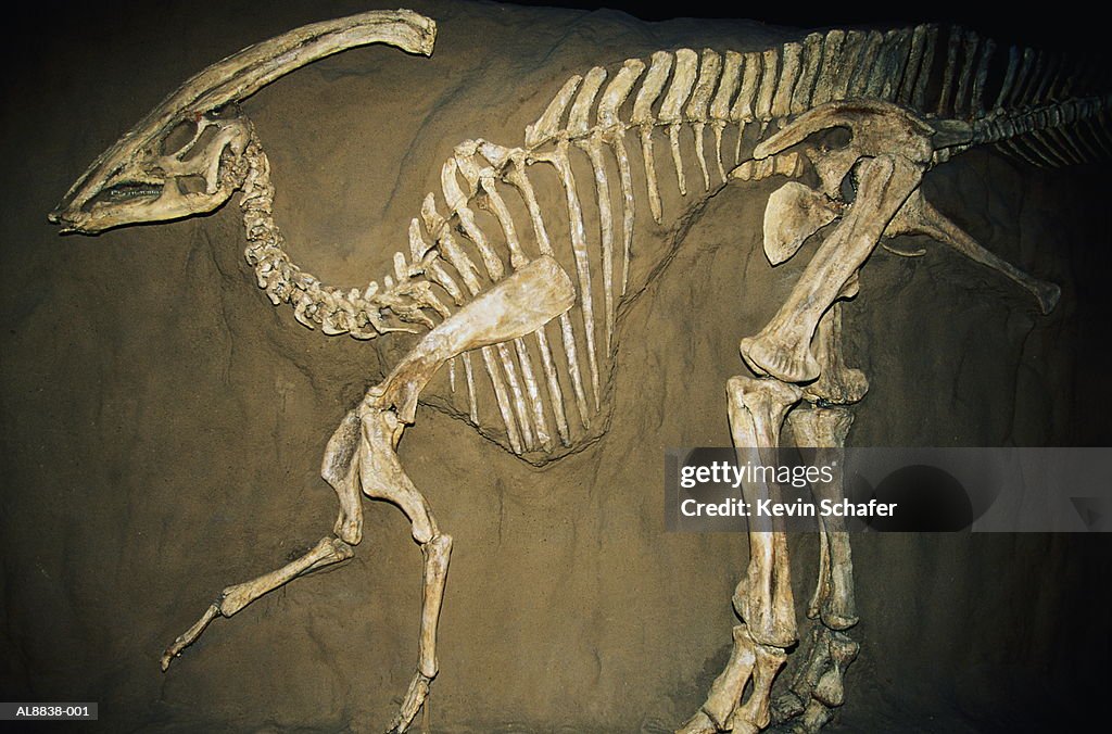 Duckbill dinosaur (Parasaurolophus)