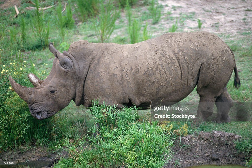 Rhino standing among bushes
