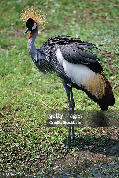 black-crowned crane standing - gru coronata grigia foto e immagini stock