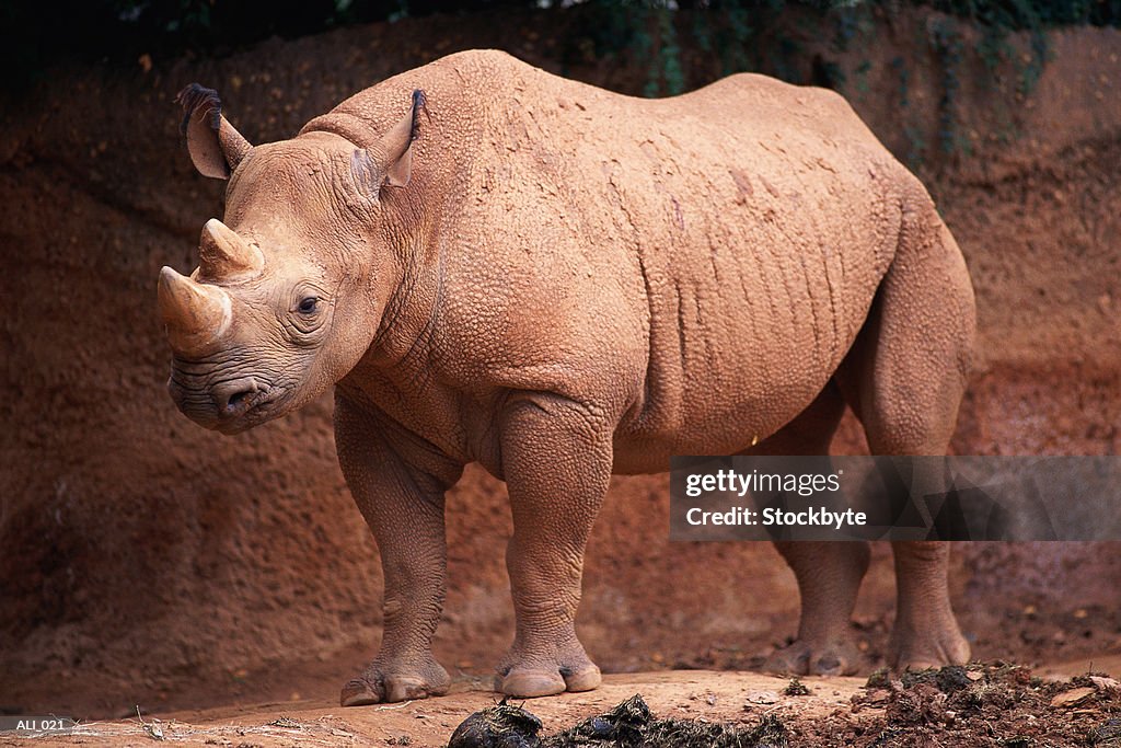 Rhinoceros standing