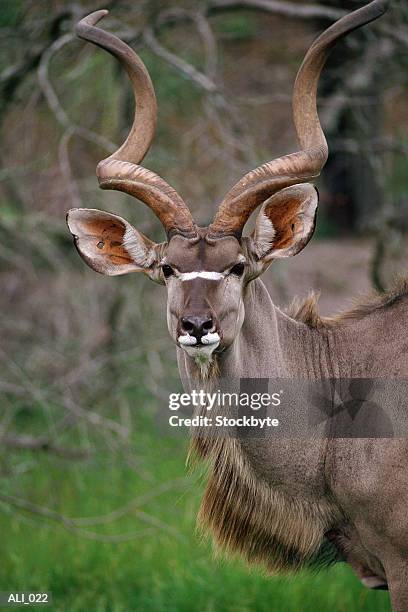 kudu antelope in wild - male kudu stock pictures, royalty-free photos & images