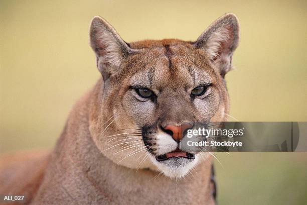 close-up of cougar head - tawny stock pictures, royalty-free photos & images