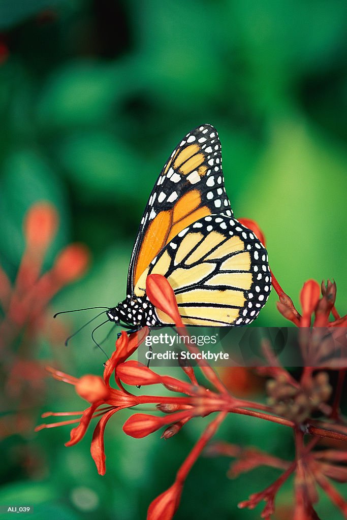 Butterfly resting on plant