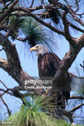 Bald eagle perching on branch Bald eagle perching on branch