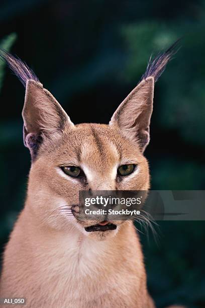 close-up of caracal head and shoulders - tawny stock pictures, royalty-free photos & images