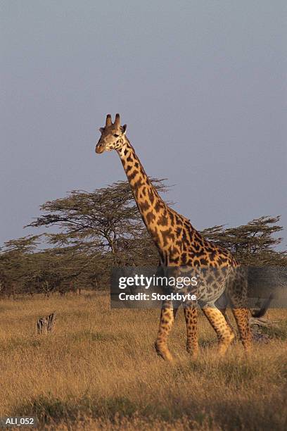 giraffe galloping - tierhals stock-fotos und bilder