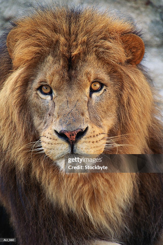 Close-up of lion head