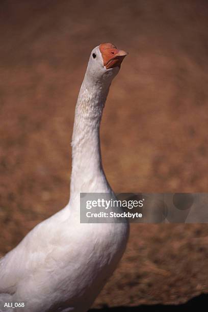 goose stretching neck - tierhals stock-fotos und bilder