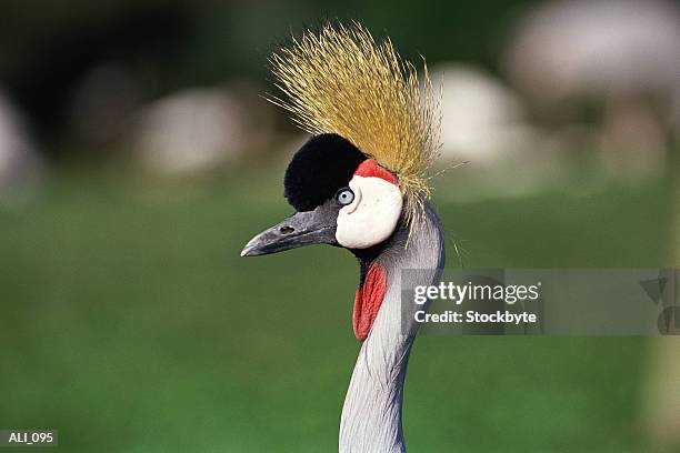 close-up of crane head - tierhals stock-fotos und bilder