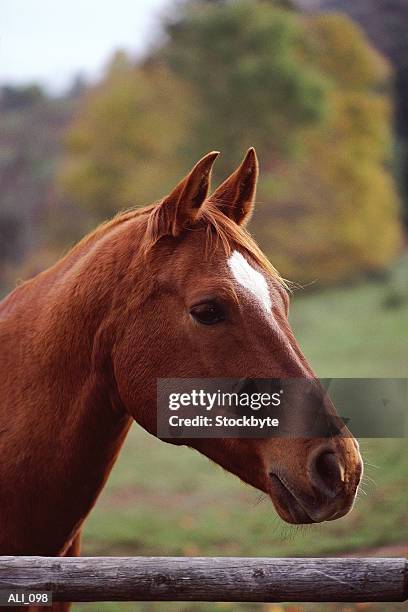 close-up of horse head - tierhals stock-fotos und bilder