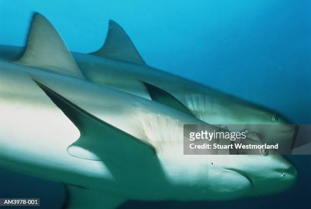 caribbean reef sharks [carcharhinus perezi], bahamas - silver shark - fotografias e filmes do acervo