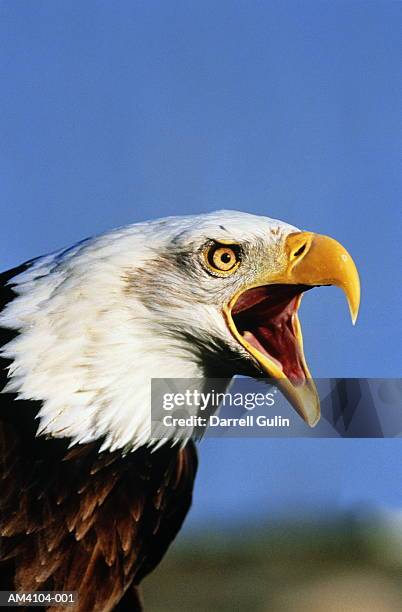 bald eagle (haliaeetus leucocephalus), head shot - animal call stock pictures, royalty-free photos & images