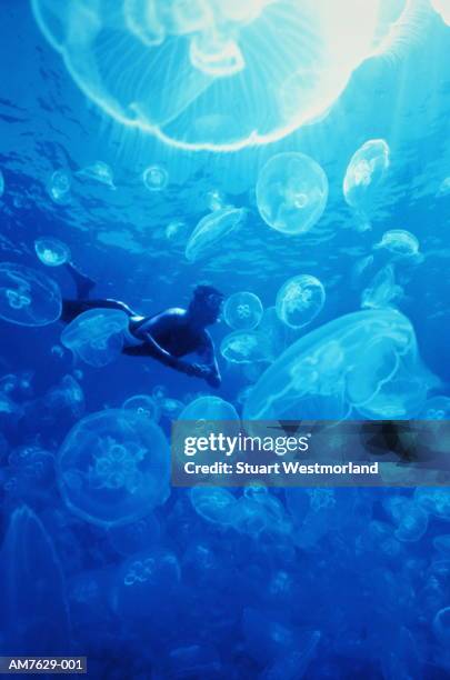 snorkeller swimming with moon jellyfish, western australia - bioluminescence stock pictures, royalty-free photos & images