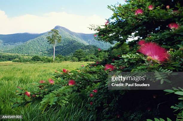australia,cape tribulation np, blooming flowers and forest - cape tribulation stock pictures, royalty-free photos & images