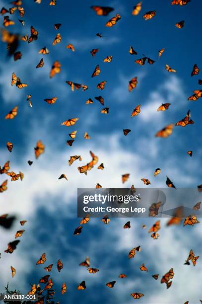 monarch butterflies in air against cloudy blue sky - monarchvlinder stockfoto's en -beelden