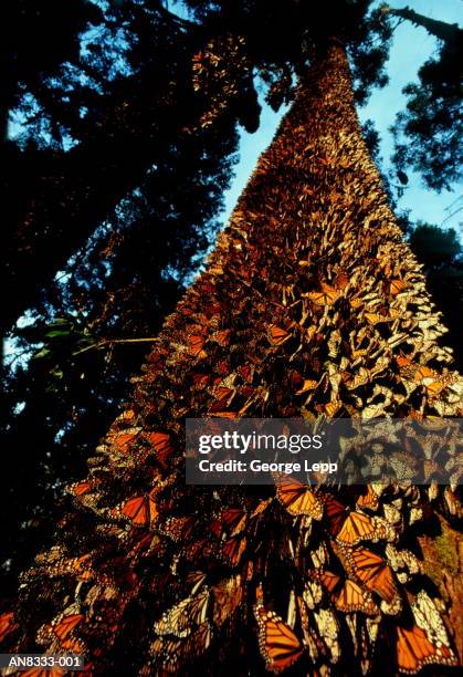 monarch butterflies (danus plexippus)on tree trunk - monarchfalter mexiko stock-fotos und bilder