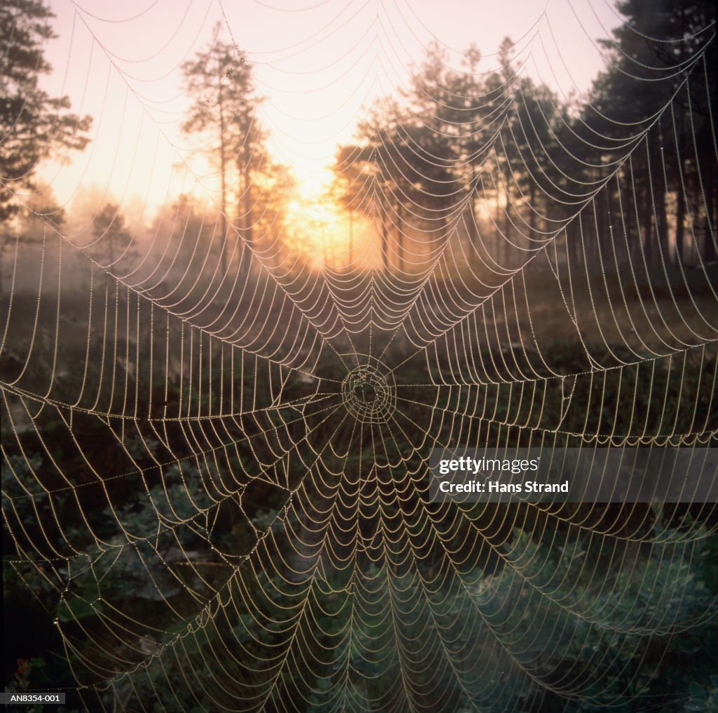 Spider's web with dew drops at sunrise, Sweden