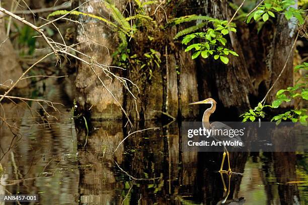 tricolored heron (egretta tricolor), florida, usa - parque nacional everglades fotografías e imágenes de stock