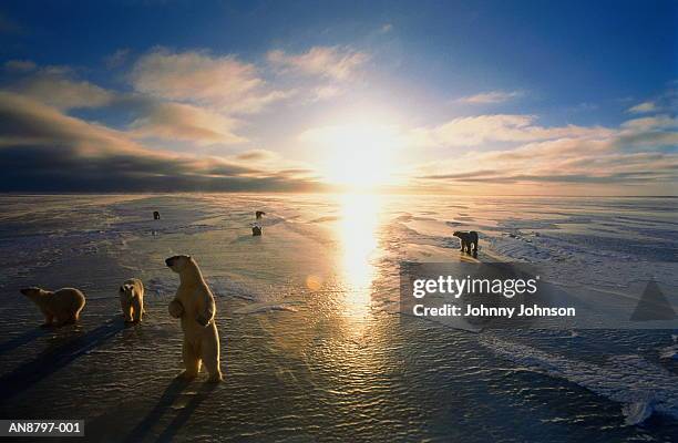 polar bears (ursus maritimus) on ice-flats, manitoba, canada - manitoba stock pictures, royalty-free photos & images